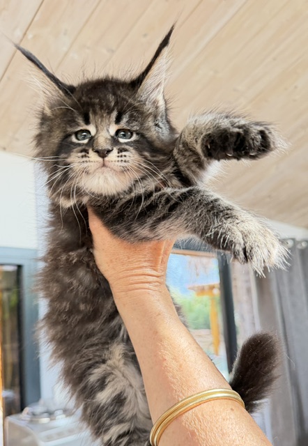 Boston Blaze Chatterie MAKATEA Maine Coon