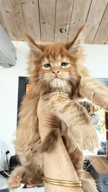 Bourbon Sunrise Chatterie MAKATEA Maine Coon