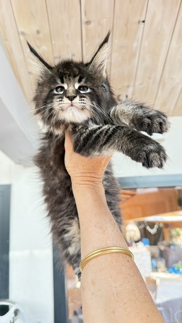 Boston Blaze Chatterie MAKATEA Maine Coon