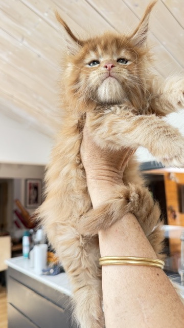 Bourbon Sunrise Chatterie MAKATEA Maine Coon
