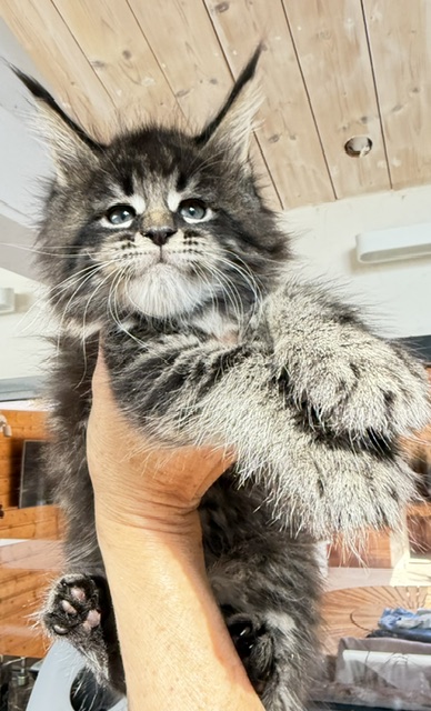 Boston Blaze Chatterie MAKATEA Maine Coon