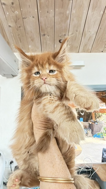 Bourbon Sunrise Chatterie MAKATEA Maine Coon