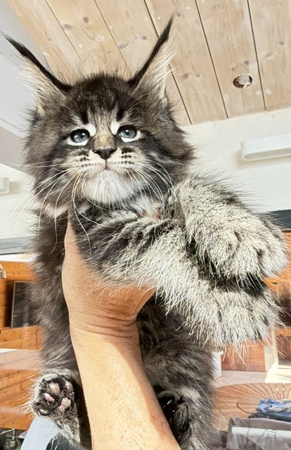 Boston Blaze Chatterie MAKATEA Maine Coon