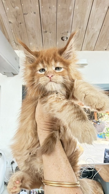 Bourbon Sunrise Chatterie MAKATEA Maine Coon