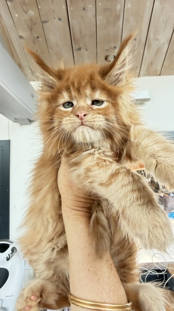 Bourbon Sunrise Chatterie MAKATEA Maine Coon