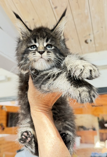 Boston Blaze Chatterie MAKATEA Maine Coon