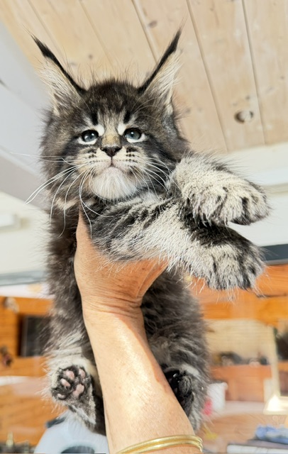 Boston Blaze Chatterie MAKATEA Maine Coon