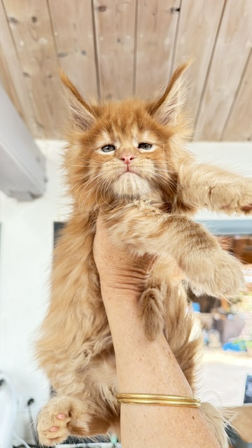 Bourbon Sunrise Chatterie MAKATEA Maine Coon