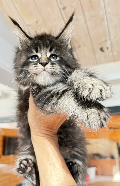 Boston Blaze Chatterie MAKATEA Maine Coon