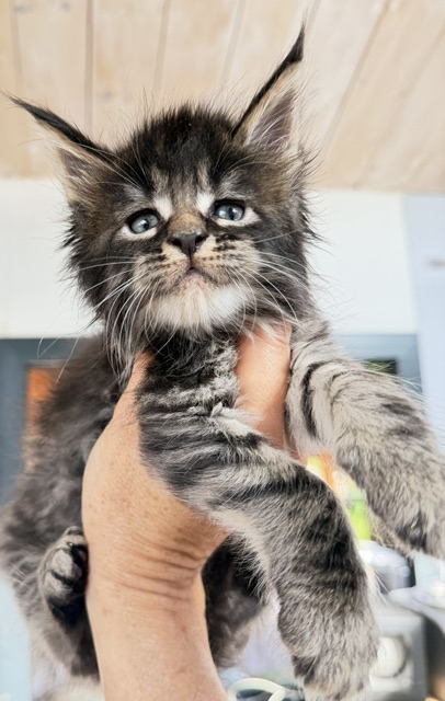 Buck Whiskey  Chatterie MAKATEA Maine Coon