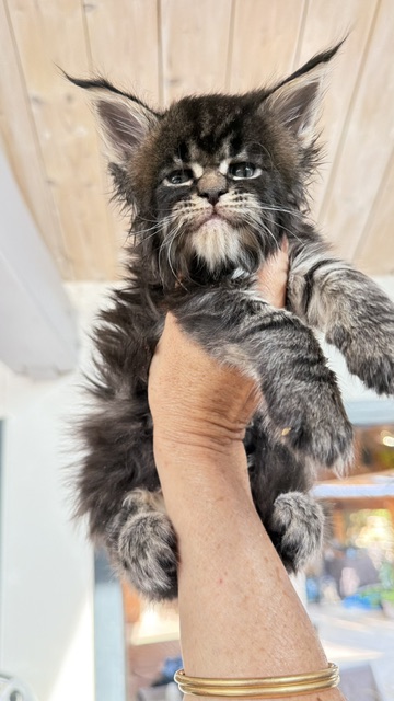 Buddy Bear  Chatterie MAKATEA Maine Coon