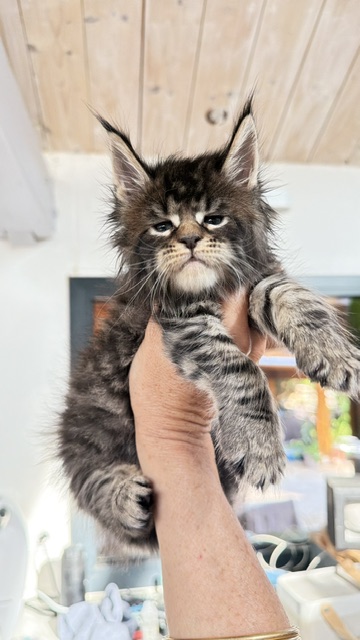 Buttercup Dream  Chatterie MAKATEA Maine Coon