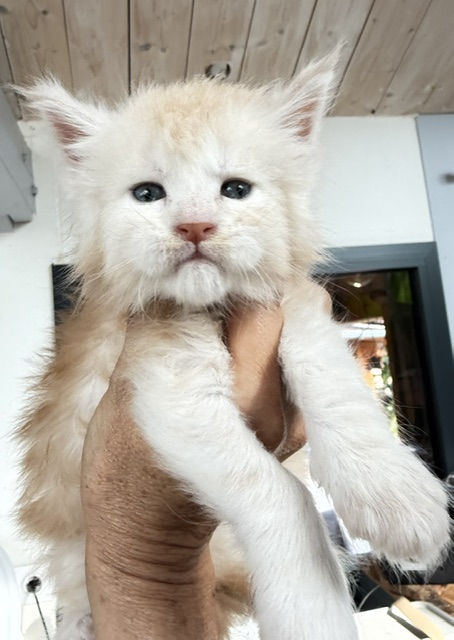 Butter Macaron Chatterie MAKATEA Maine Coon