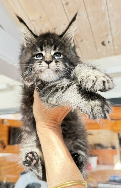 Boston Blaze Chatterie MAKATEA Maine Coon