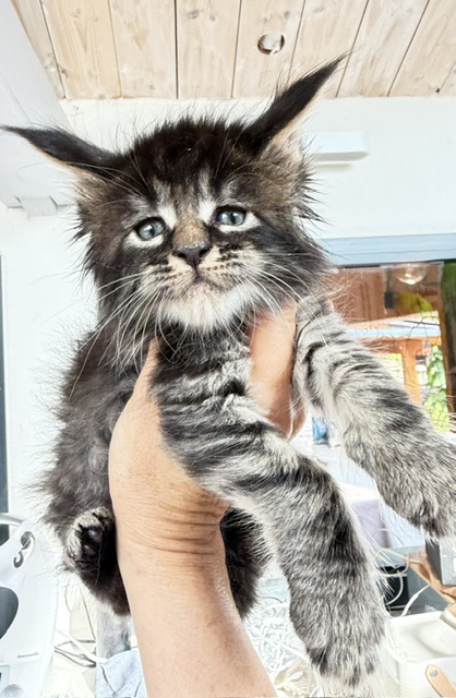 Buck Whiskey  Chatterie MAKATEA Maine Coon