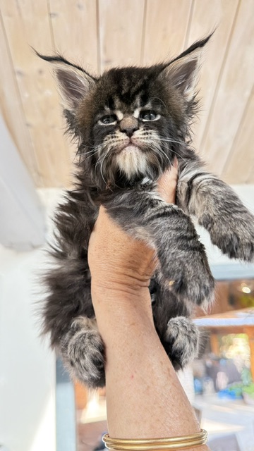 Buddy Bear  Chatterie MAKATEA Maine Coon