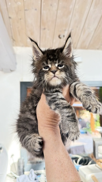 Buttercup Dream  Chatterie MAKATEA Maine Coon