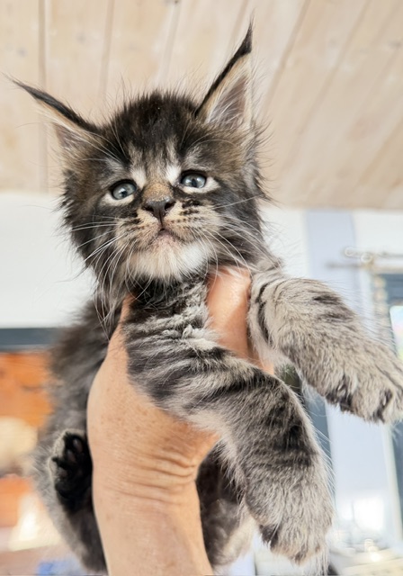 Buck Whiskey  Chatterie MAKATEA Maine Coon