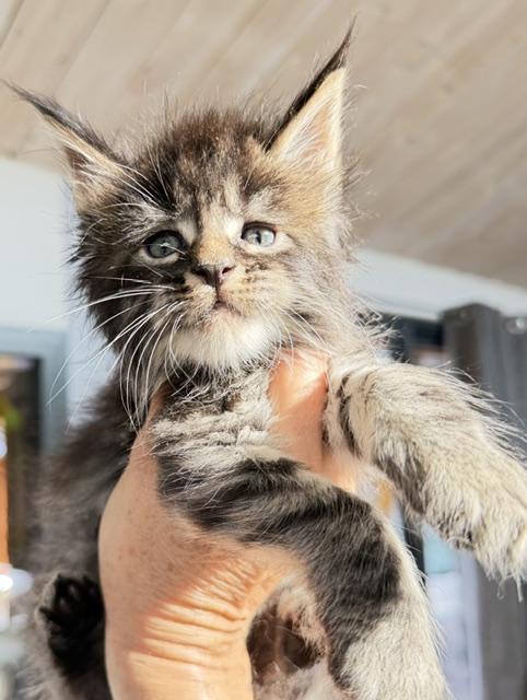 Buck Whiskey  Chatterie MAKATEA Maine Coon