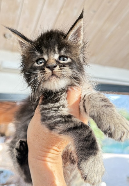 Buck Whiskey  Chatterie MAKATEA Maine Coon