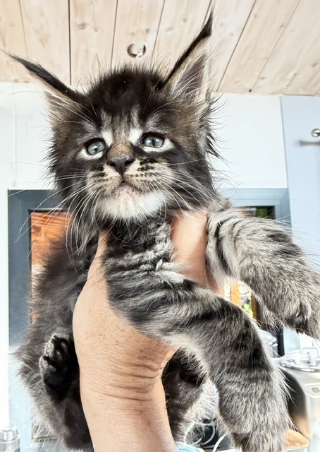 Buck Whiskey  Chatterie MAKATEA Maine Coon