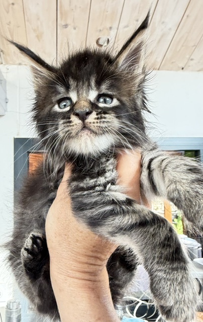 Buck Whiskey  Chatterie MAKATEA Maine Coon