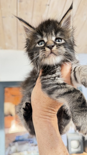 Buck Whiskey  Chatterie MAKATEA Maine Coon