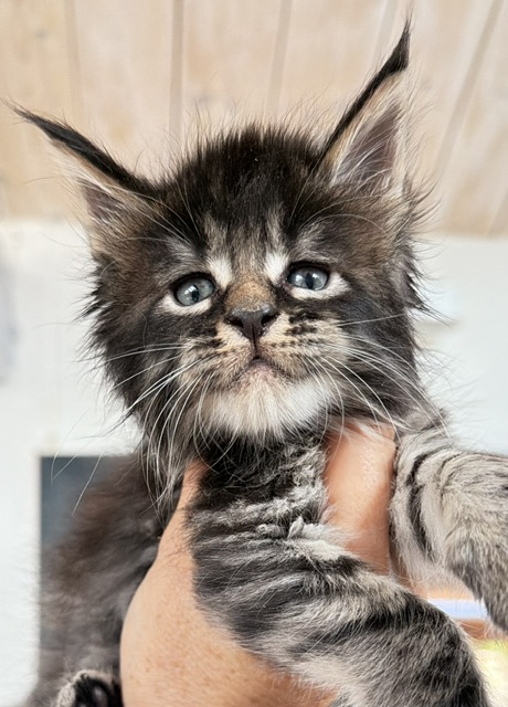 Buck Whiskey  Chatterie MAKATEA Maine Coon