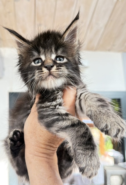 Buck Whiskey  Chatterie MAKATEA Maine Coon