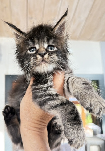 Buck Whiskey  Chatterie MAKATEA Maine Coon