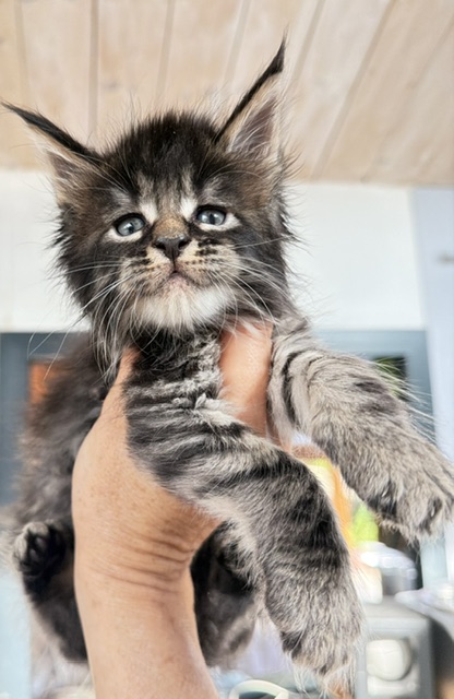 Buck Whiskey  Chatterie MAKATEA Maine Coon