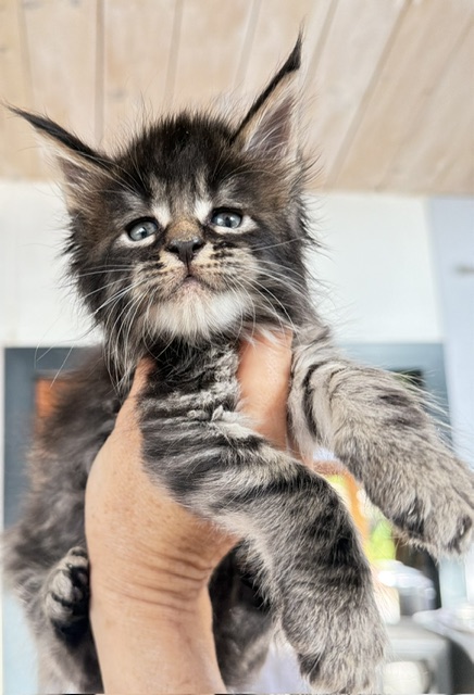 Buck Whiskey  Chatterie MAKATEA Maine Coon