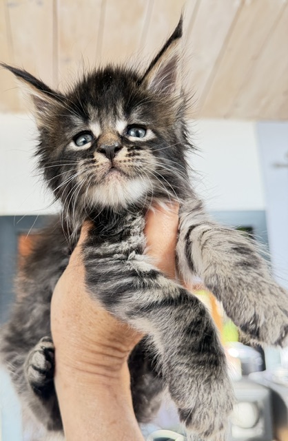 Buck Whiskey  Chatterie MAKATEA Maine Coon