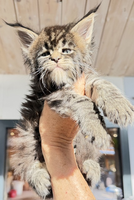 Buddy Bear  Chatterie MAKATEA Maine Coon