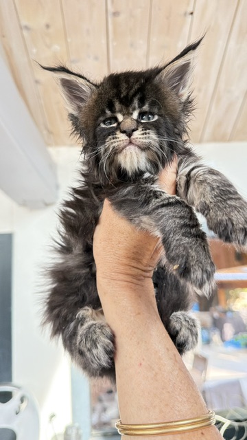 Buddy Bear  Chatterie MAKATEA Maine Coon