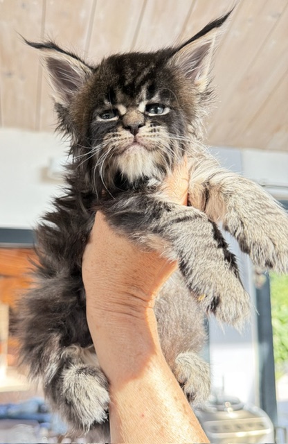 Buddy Bear  Chatterie MAKATEA Maine Coon