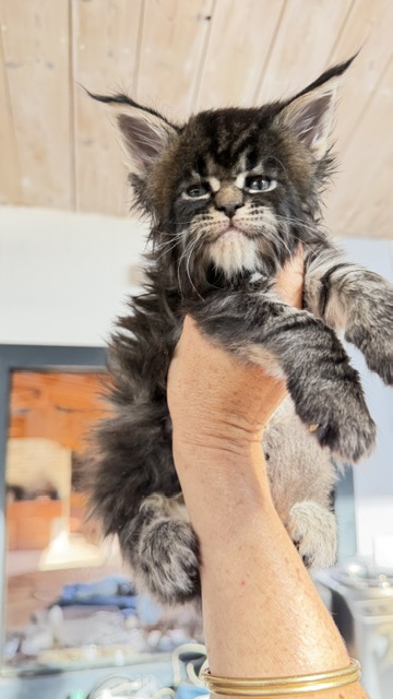 Buddy Bear  Chatterie MAKATEA Maine Coon