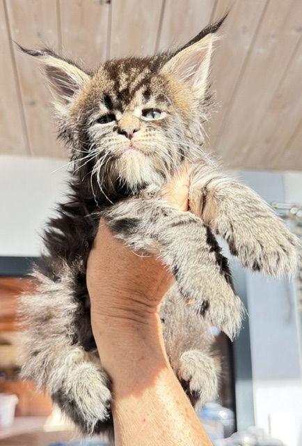 Buddy Bear  Chatterie MAKATEA Maine Coon