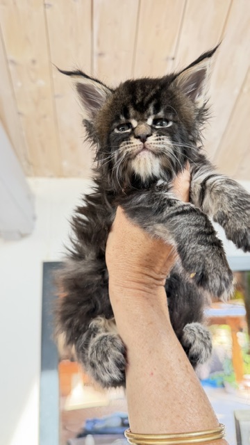 Buddy Bear  Chatterie MAKATEA Maine Coon