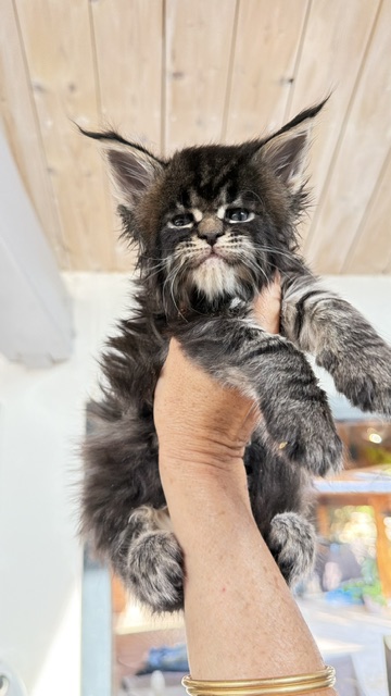 Buddy Bear  Chatterie MAKATEA Maine Coon