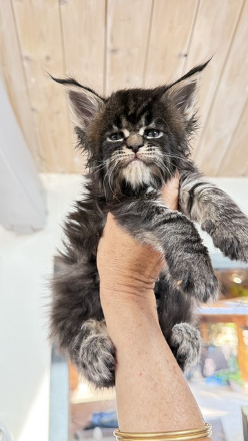 Buddy Bear  Chatterie MAKATEA Maine Coon