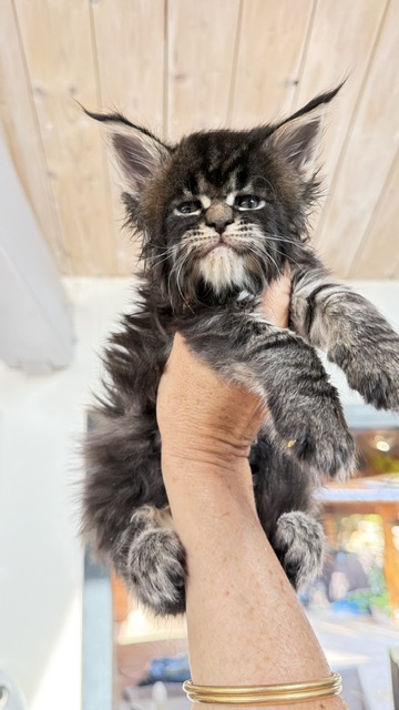 Buddy Bear  Chatterie MAKATEA Maine Coon