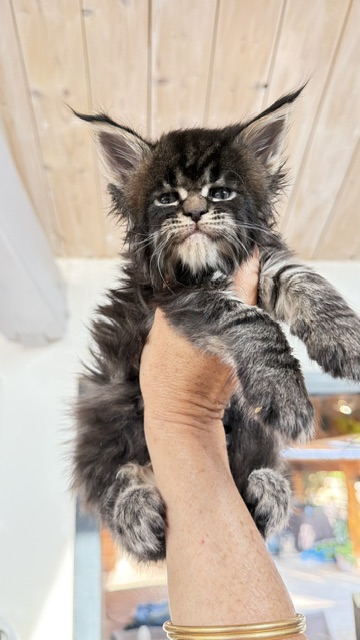 Buddy Bear  Chatterie MAKATEA Maine Coon