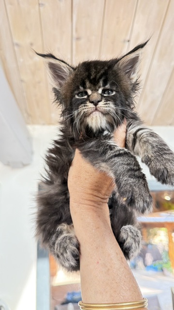Buddy Bear  Chatterie MAKATEA Maine Coon