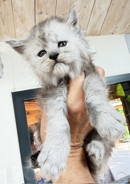Banquise Chantilly Chatterie MAKATEA Maine Coon