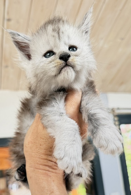 Banquise Chantilly Chatterie MAKATEA Maine Coon