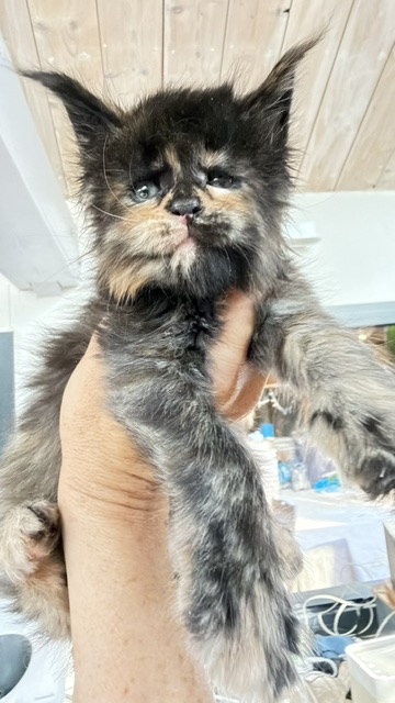 Berry Honeybee Chatterie MAKATEA Maine Coon