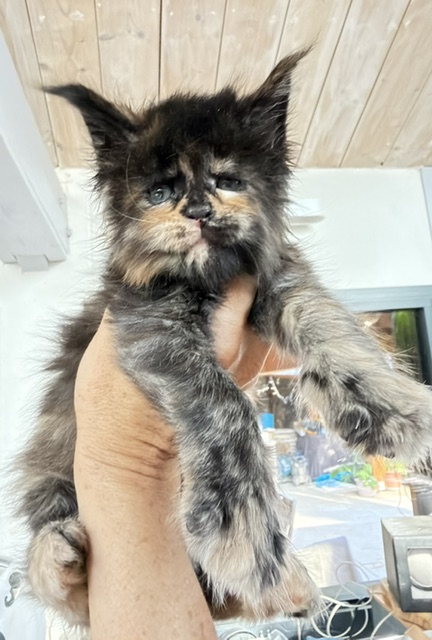 Berry Honeybee Chatterie MAKATEA Maine Coon