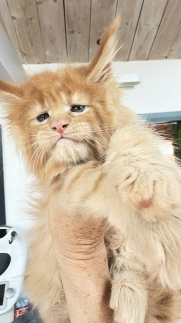 Big Red Chatterie MAKATEA Maine Coon