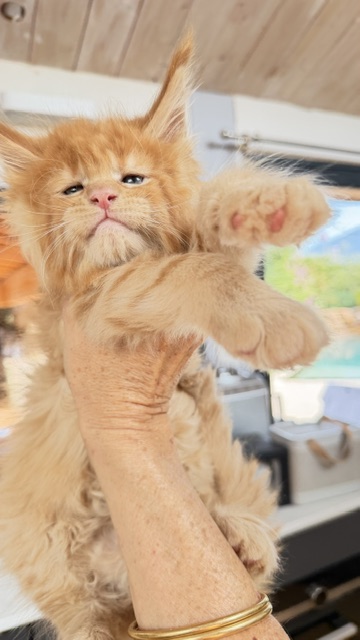 Big Red Chatterie MAKATEA Maine Coon